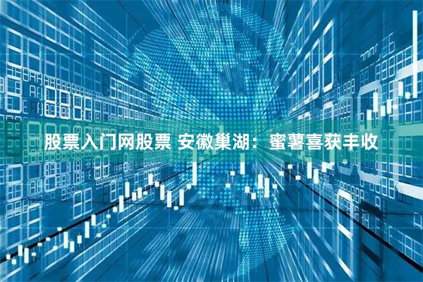 股票入门网股票 安徽巢湖：蜜薯喜获丰收